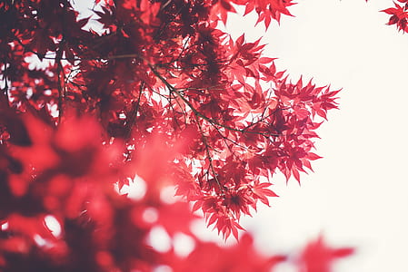 red leaf tree digital wallpaper