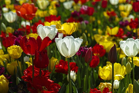 white, red, and yellow flower field