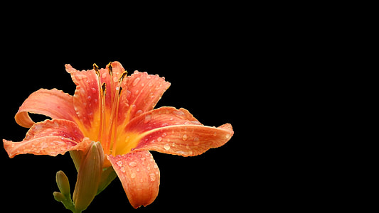 orange lily flower in bloom