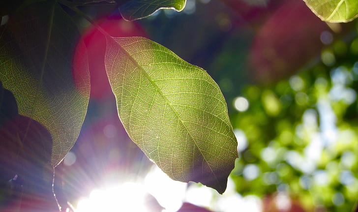 green leaf with sunlight background