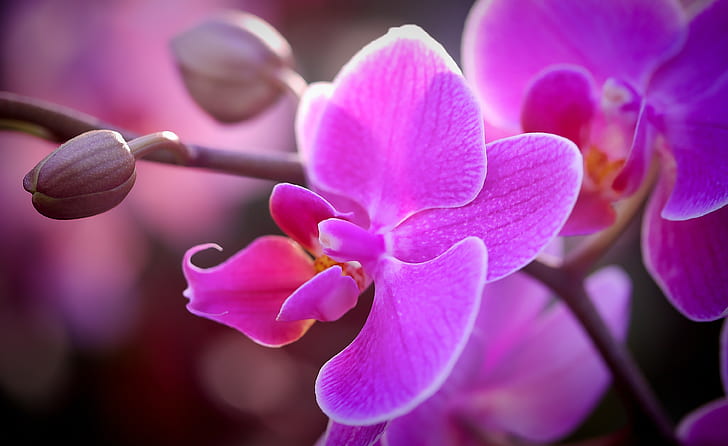 pink moth orchids in bloom close up photo