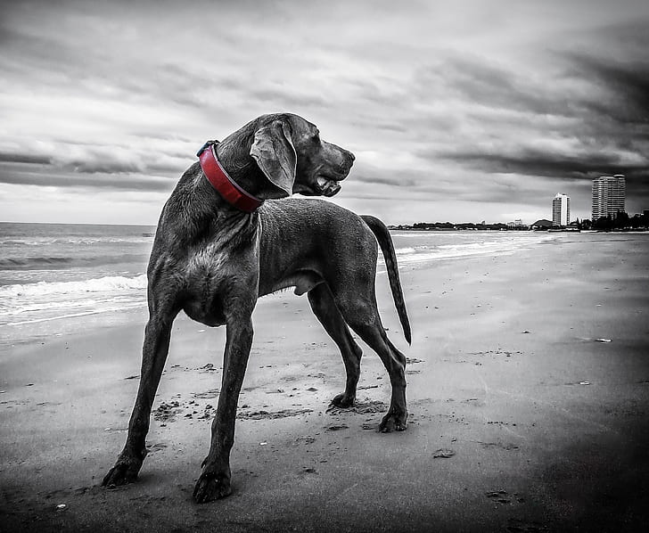greyscale photo of dog on seashore