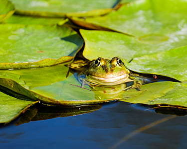 green frog on lily pod