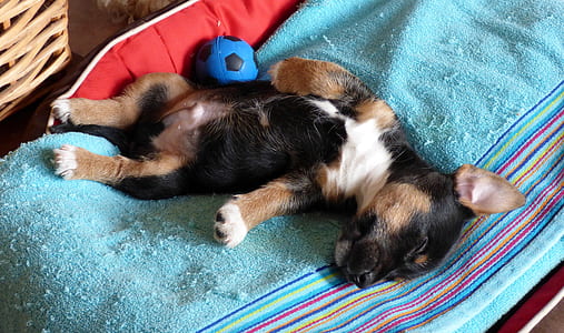 puppy sleeping on teal textile