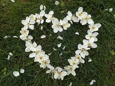heart-shaped white petaled flowers