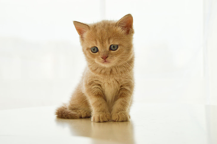 orange Persian kitten