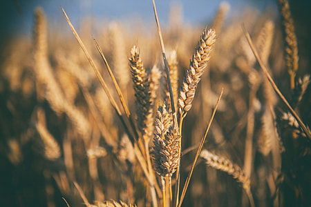 Wheat field in Kent, England