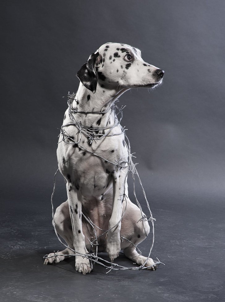 adult white and black dalmatian in barbed wires