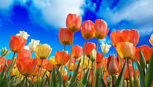 orange and yellow tulips closeup photo at daytime